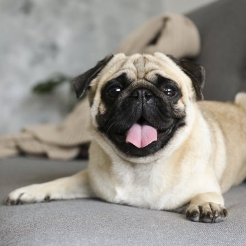 Happy pug dog